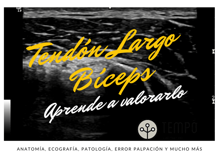 tendon-largo-biceps-ecografia-aprende-a-valorarlo